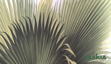 Papel pintado, palmeras verdes claro
